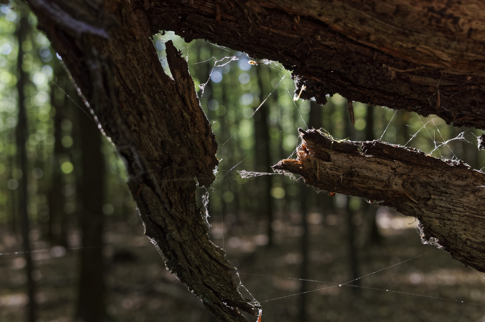 Details im Wald, hier: Totholz mit Spinnfäden