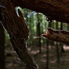 Details im Wald, hier: Totholz mit Spinnfäden