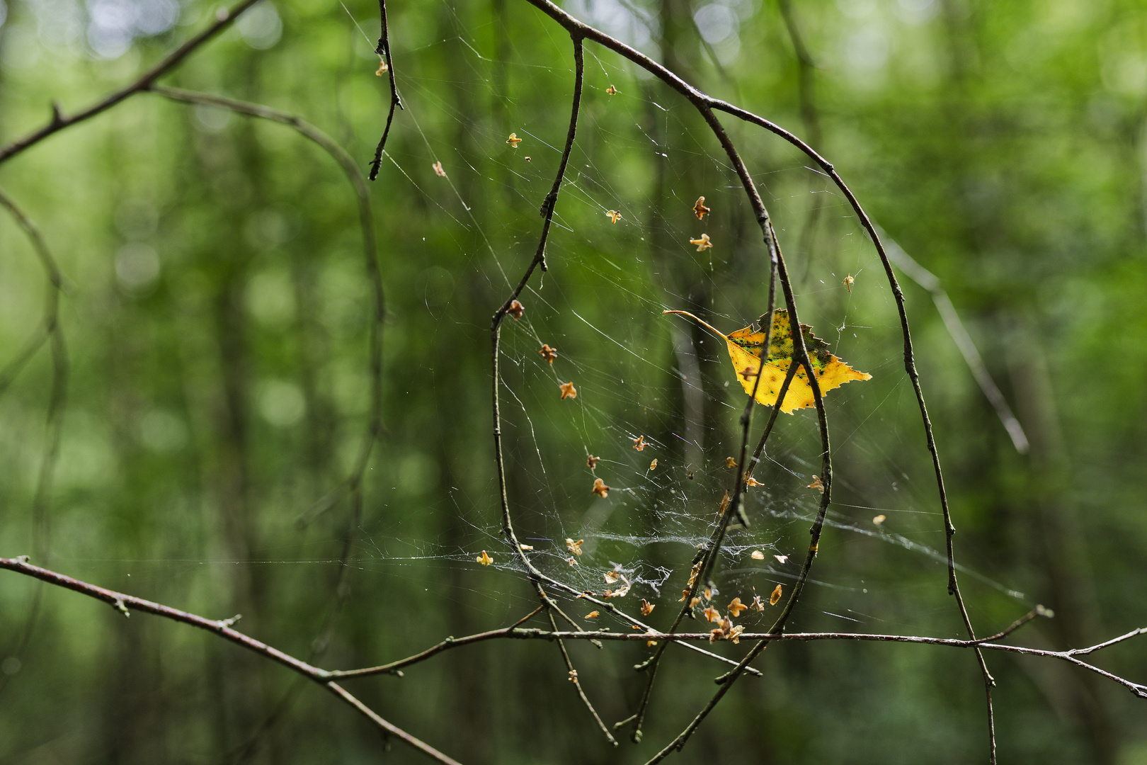 Details im Wald, hier: Traumfänger