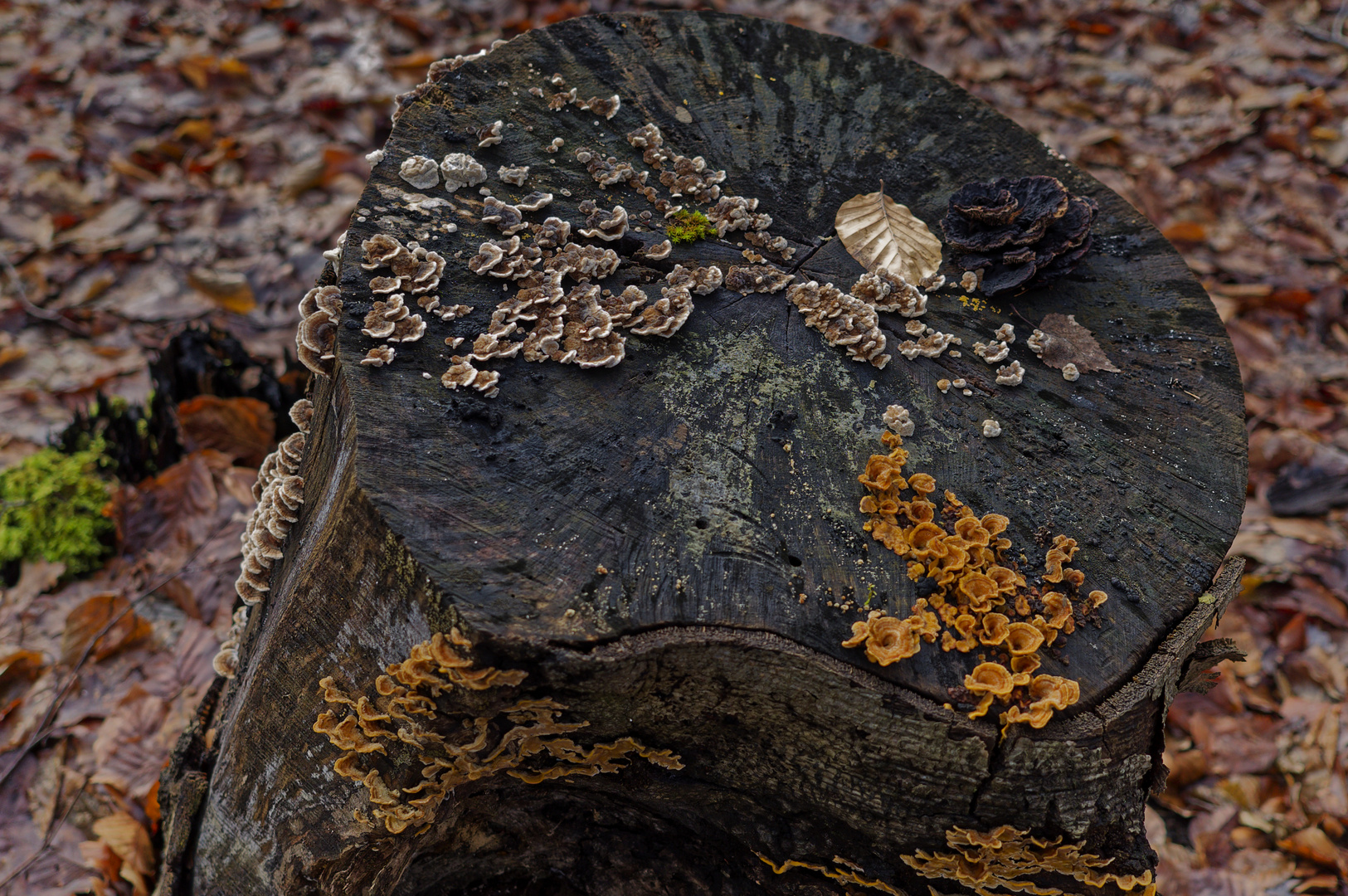 Details im Wald, hier: Überraschungsteller