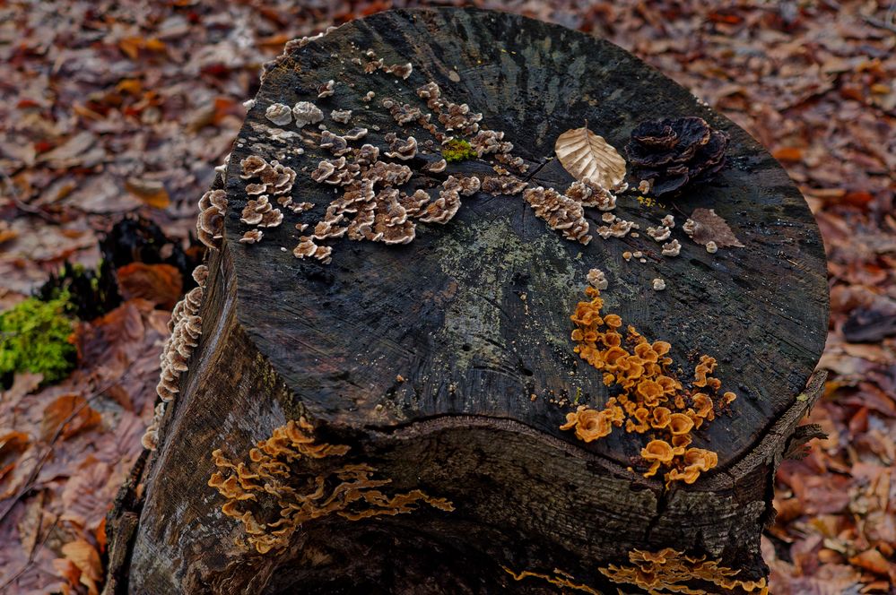 Details im Wald, hier: Überraschungsteller