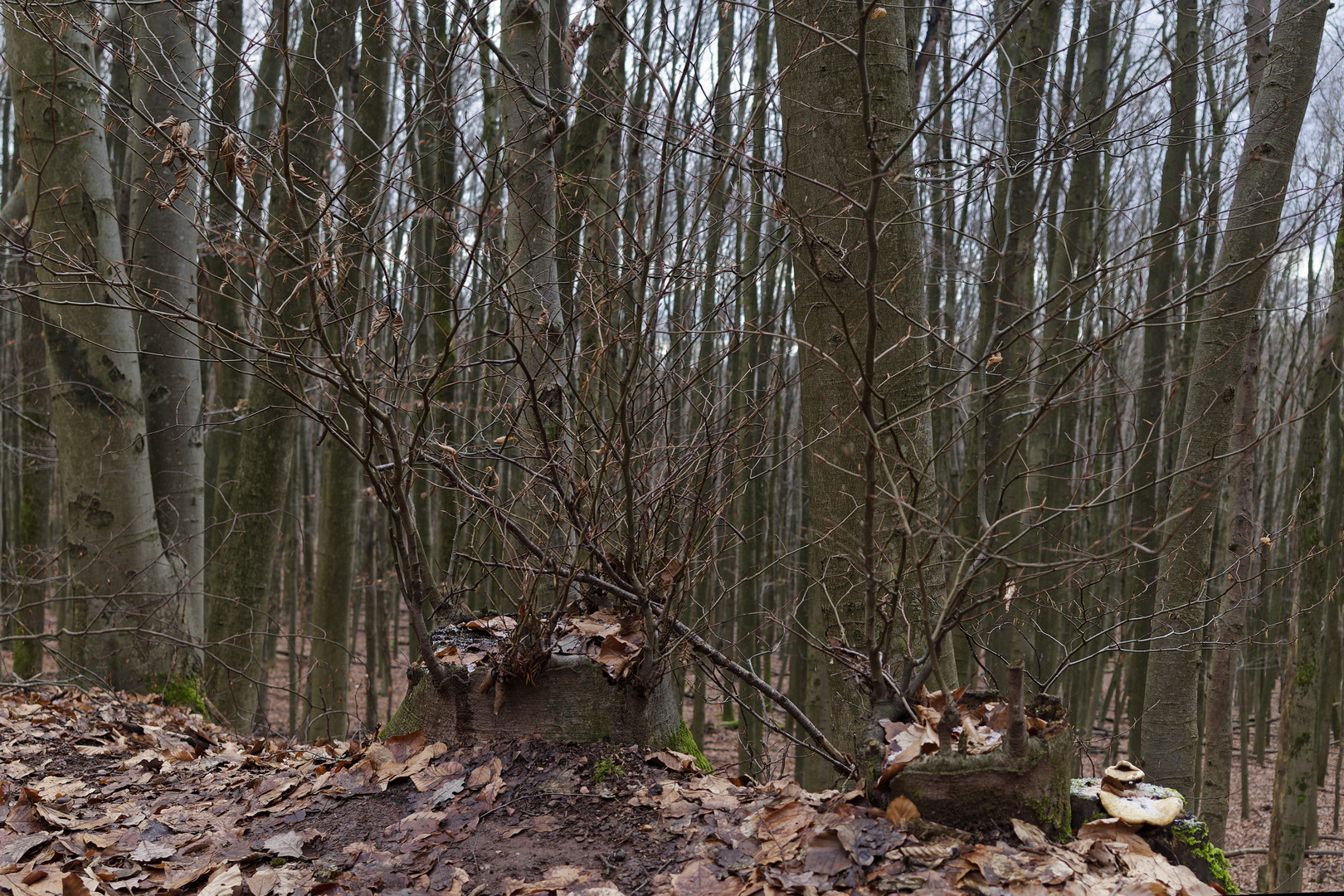 Details im Wald, hier: unbändige Lebenskraft