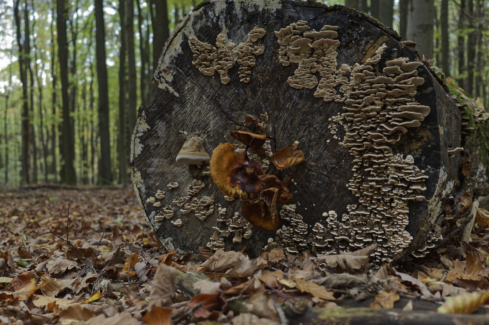 Details im Wald, hier: verschiedene Pilze auf einem Baumstamm