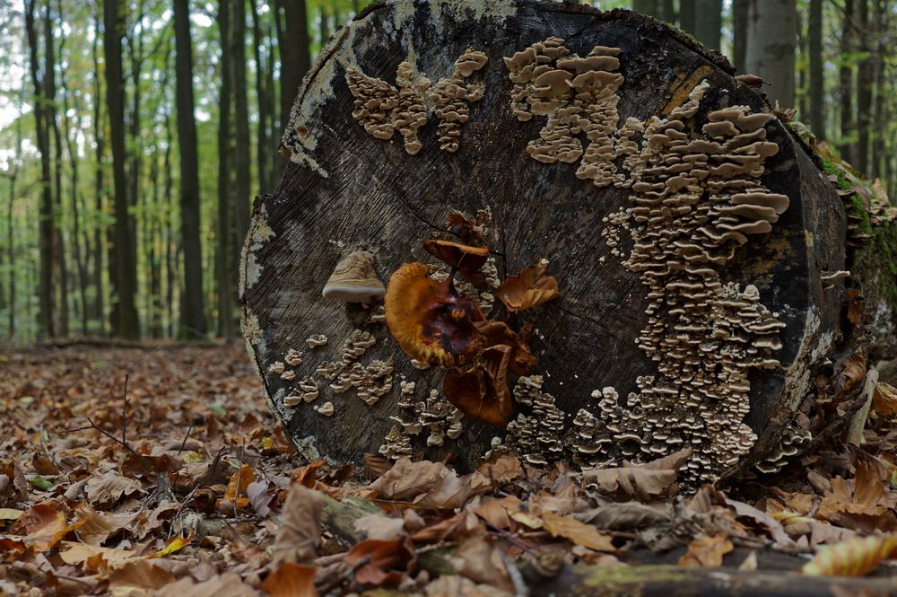 Details im Wald, hier: verschiedene Pilze auf einem Baumstamm