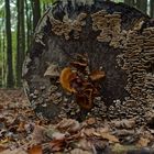 Details im Wald, hier: verschiedene Pilze auf einem Baumstamm