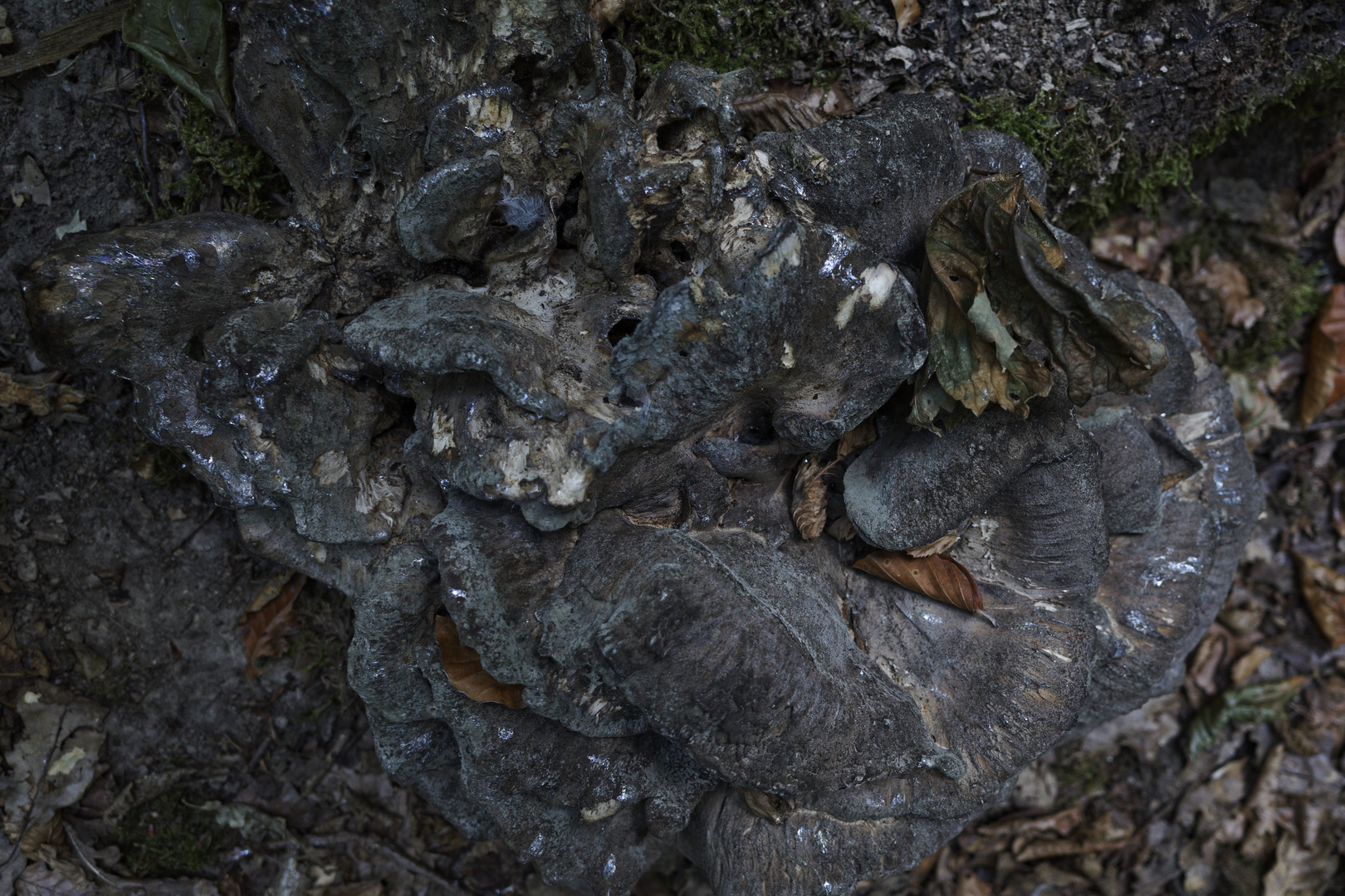 Details im Wald, hier: vertrockneter Riesenporling