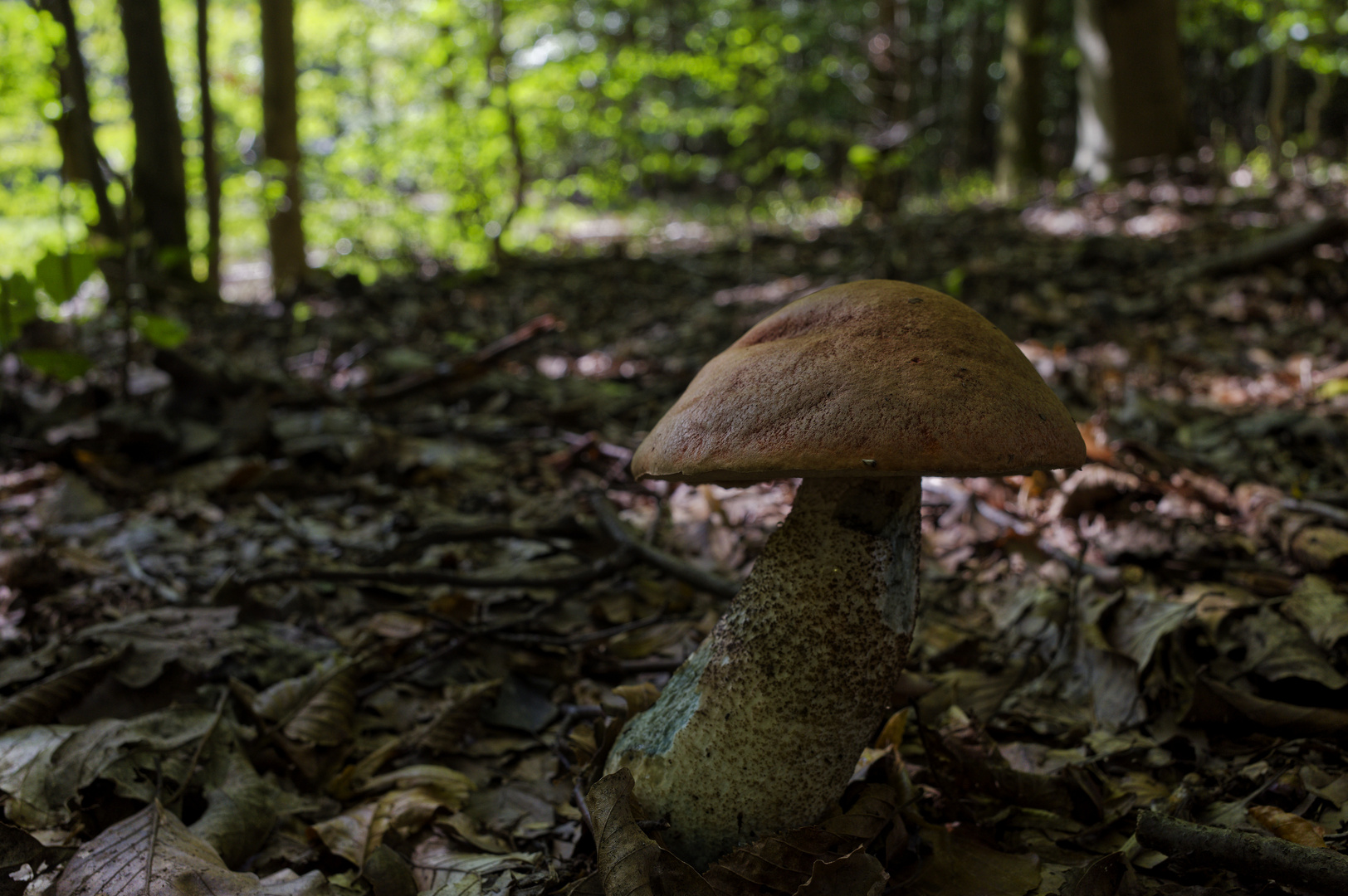 Details im Wald, hier: Waldpilz