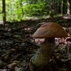 Details im Wald, hier: Waldpilz