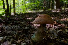 Details im Wald, hier: Waldpilz