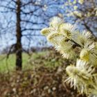 Details im Wald, hier: Weidenkätzchen