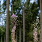 Details im Wald, hier: Weidenröschen