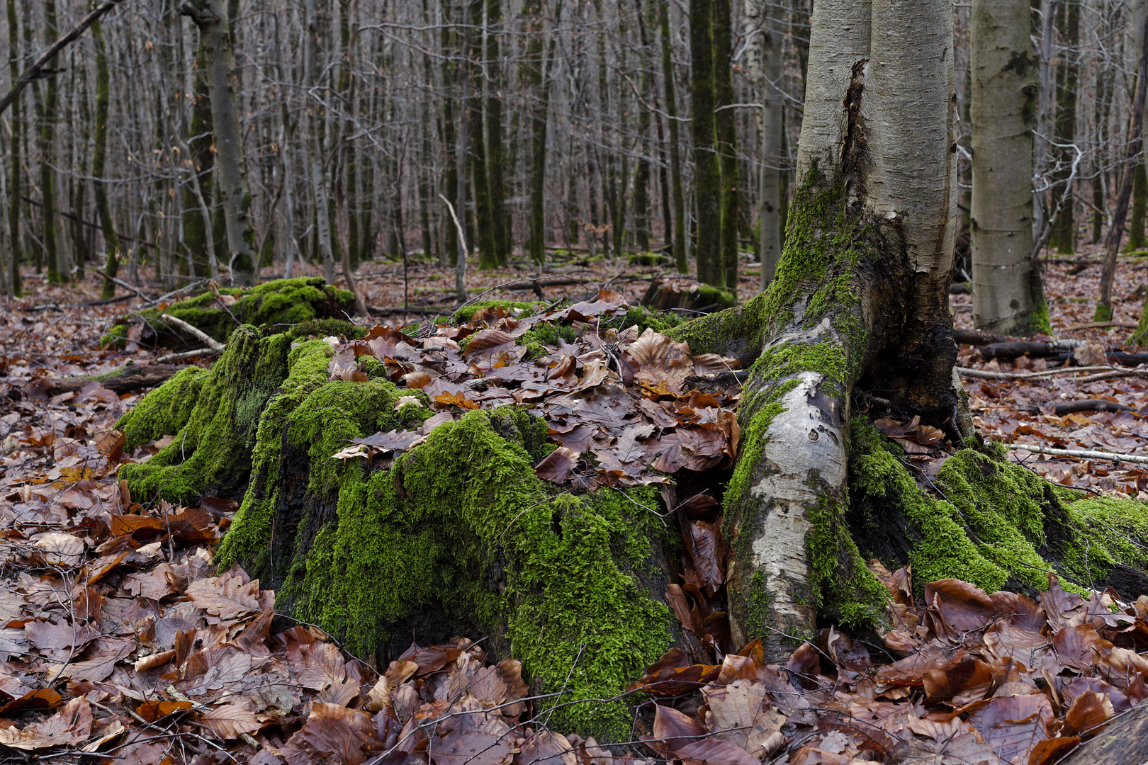 Details im Wald, hier: wie der Phönix aus der Asche