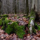 Details im Wald, hier: wie der Phönix aus der Asche