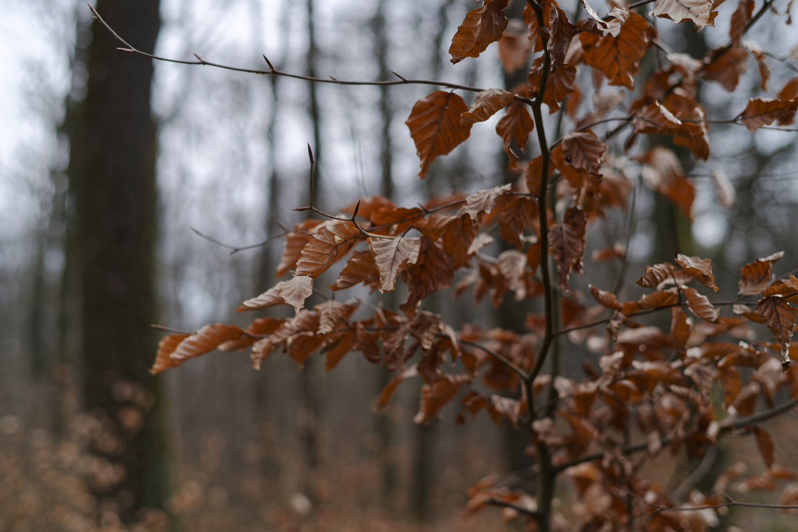 Details im Wald, hier: Winterblätter