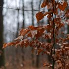 Details im Wald, hier: Winterblätter