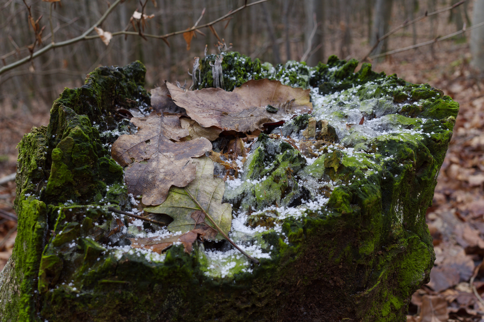 Details im Wald, hier: Winterblätter auf dem Präsentierteller