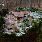 Details im Wald, hier: Winterblätter auf dem Präsentierteller