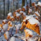 Details im Wald, hier: Winterblätter im Sonnenlicht