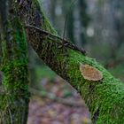 Details im Wald, hier: Winterblatt