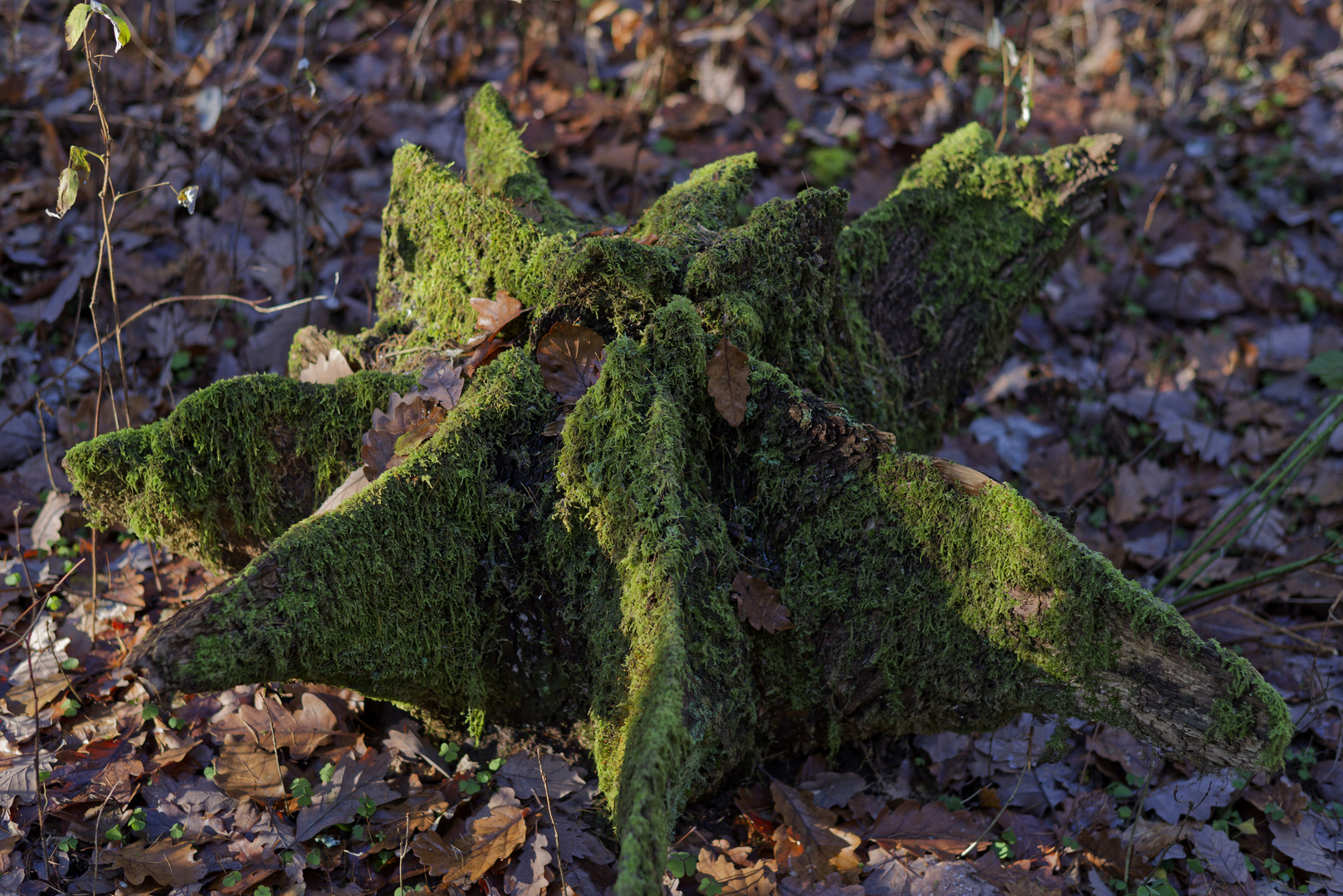 Details im Wald, hier: Wurzelstern