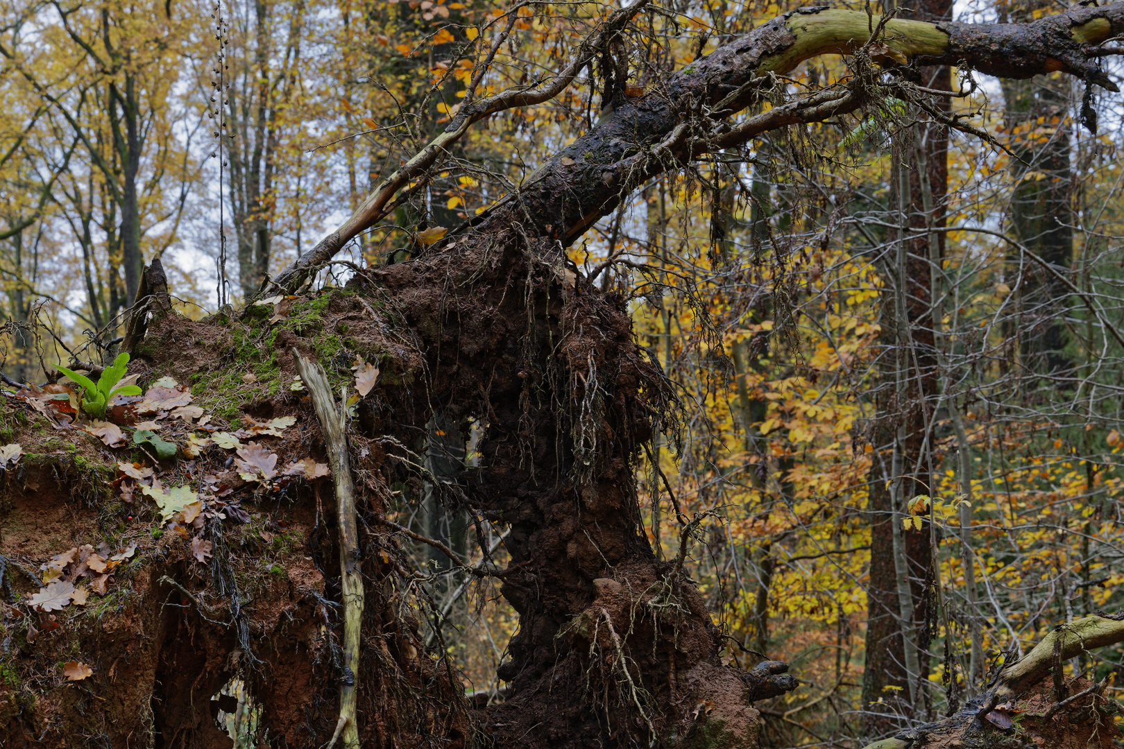 Details im Wald, hier: Wurzelteller