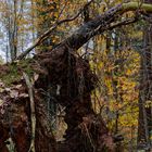 Details im Wald, hier: Wurzelteller