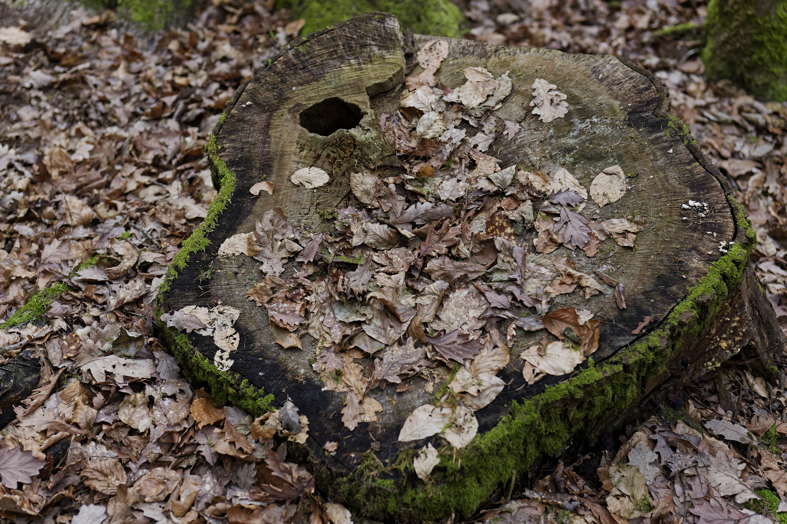 Details im Wald, hier: Zerfall