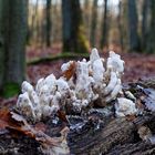 Details im Wald, hier: zerfallener Pilz