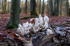 Details im Wald, hier: zerfallener Pilz