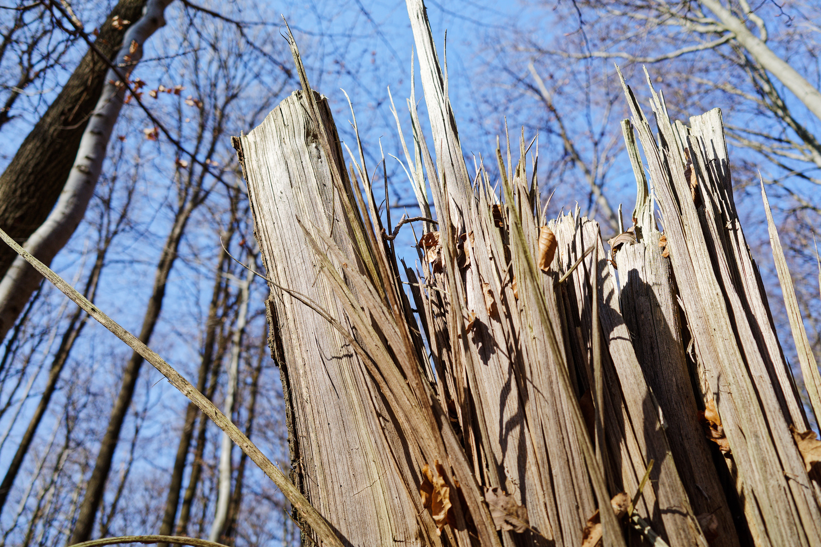 Details im Wald, hier: zersplitterter Buchenstamm 