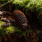 Details im Wald (oder klein und groß)