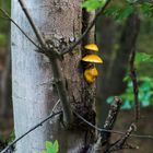 Details im Wald: Pilzgruppe auf Buchenstamm