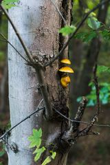 Details im Wald: Pilzgruppe auf Buchenstamm