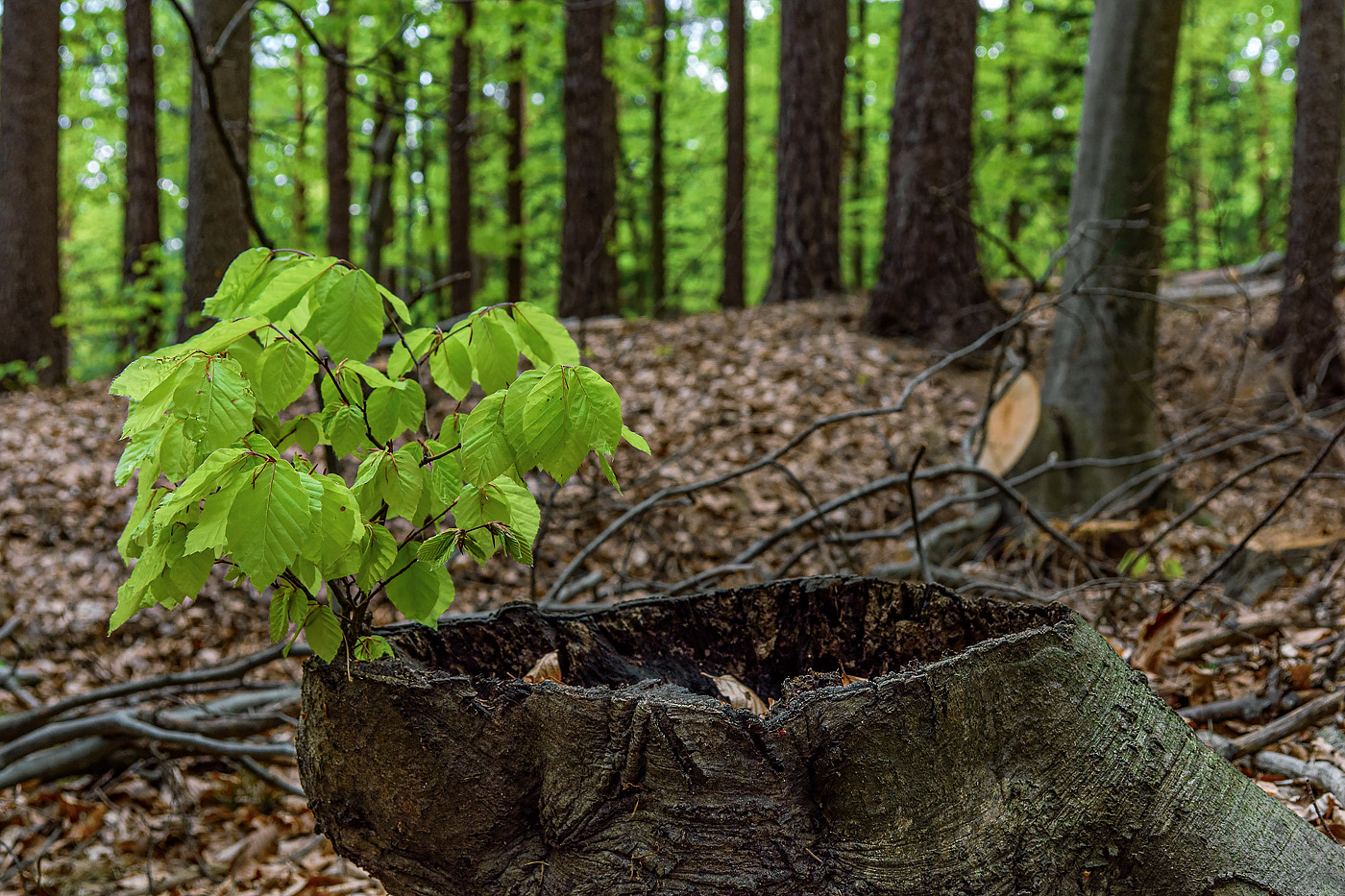 Details im Wald (Überlebenskünstler)