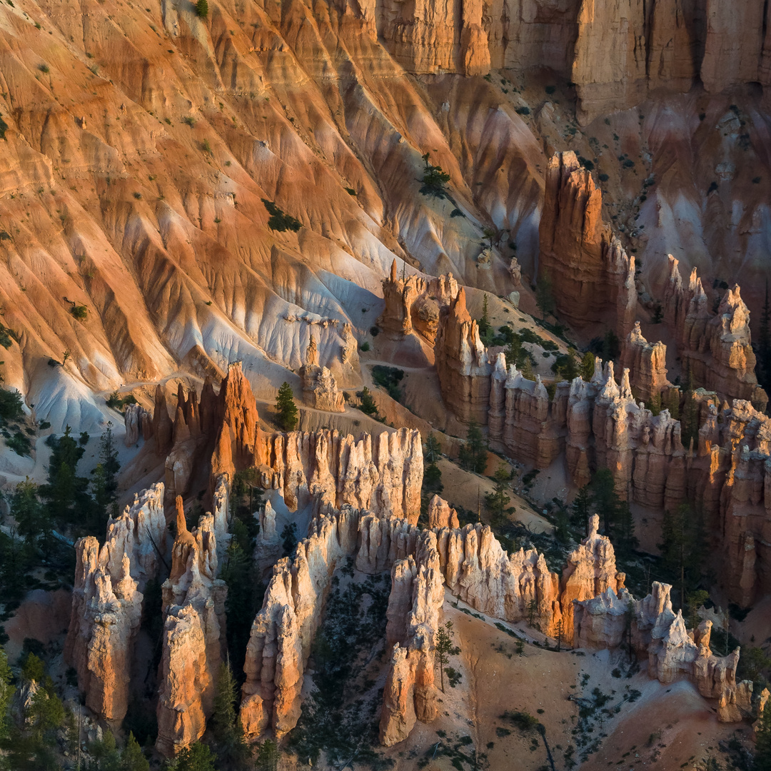 Details in Bryce Canyon N.P.