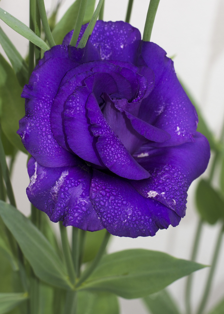 details in purple flower after the rain