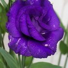 details in purple flower after the rain