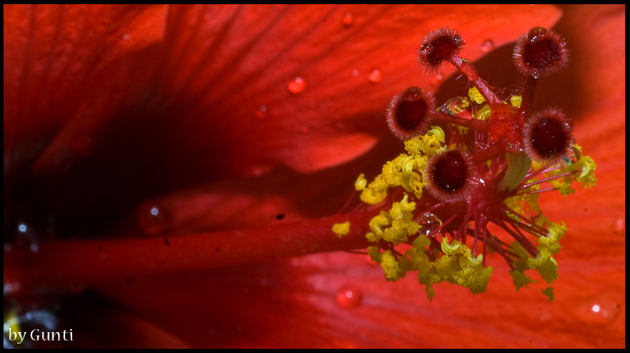 Details inside the Hibiskus