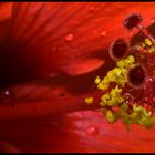 Details inside the Hibiskus