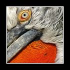 Details of a bird