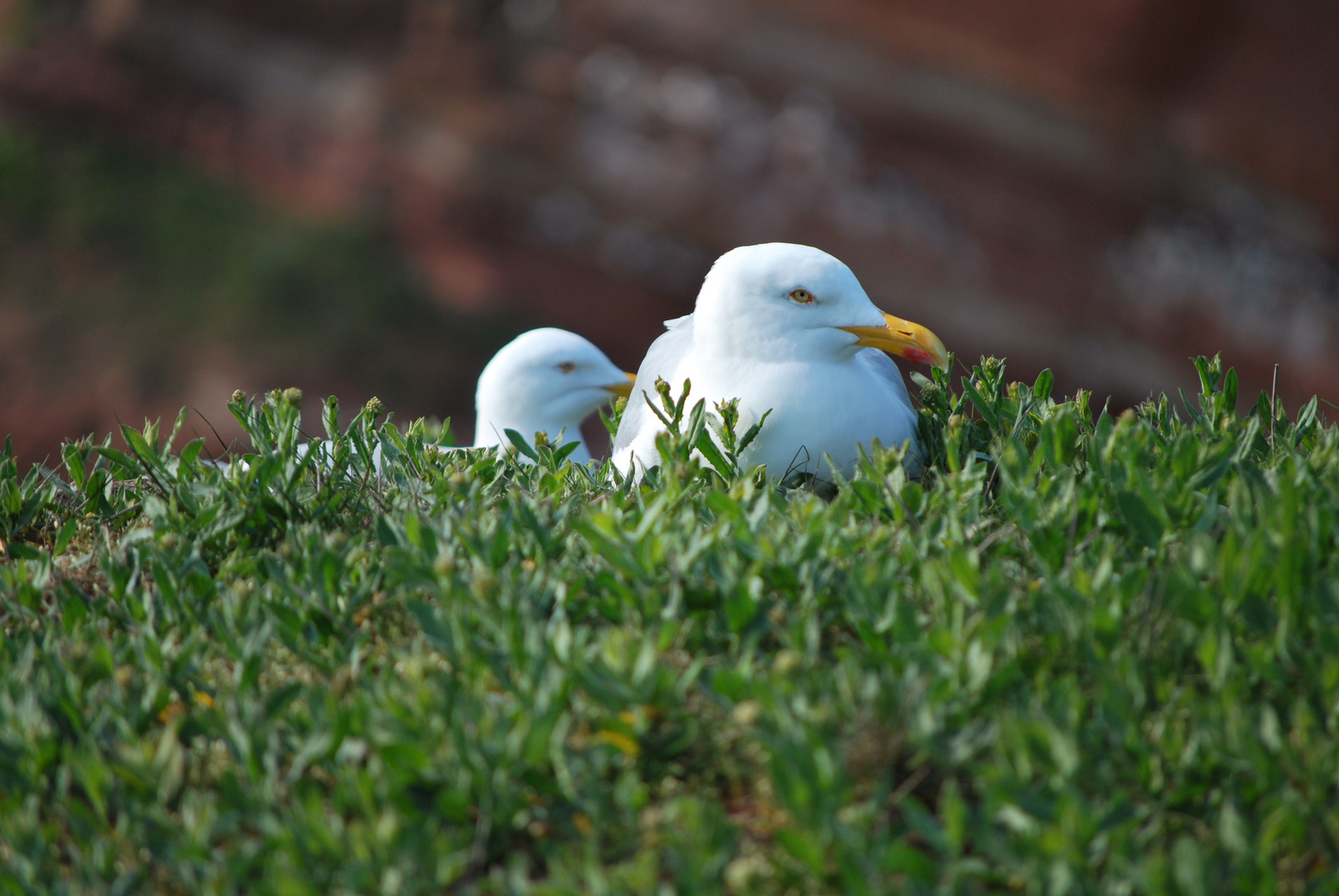 Details von Helgoland