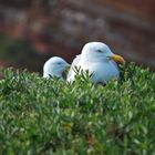 Details von Helgoland