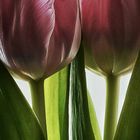 Details von Tulpen