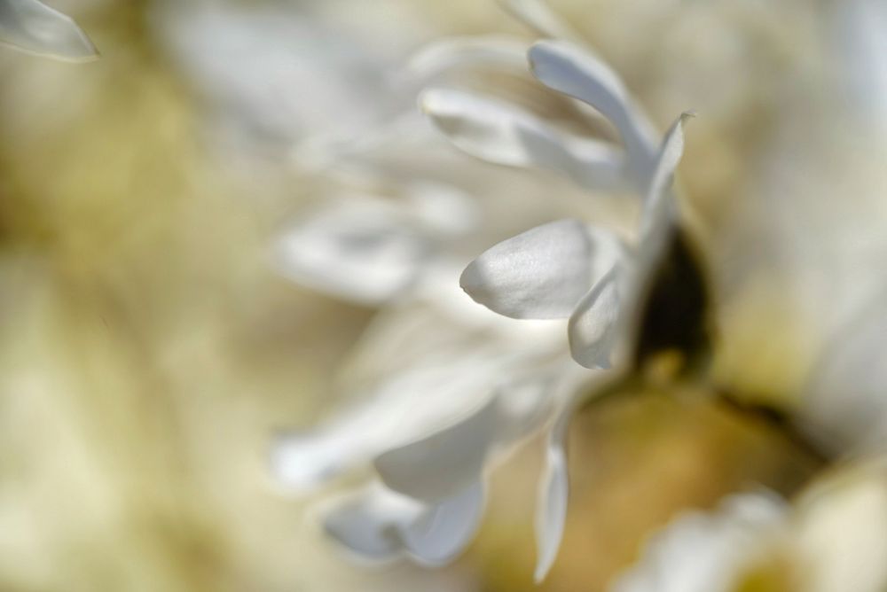 Details... Weiße Magnolie 