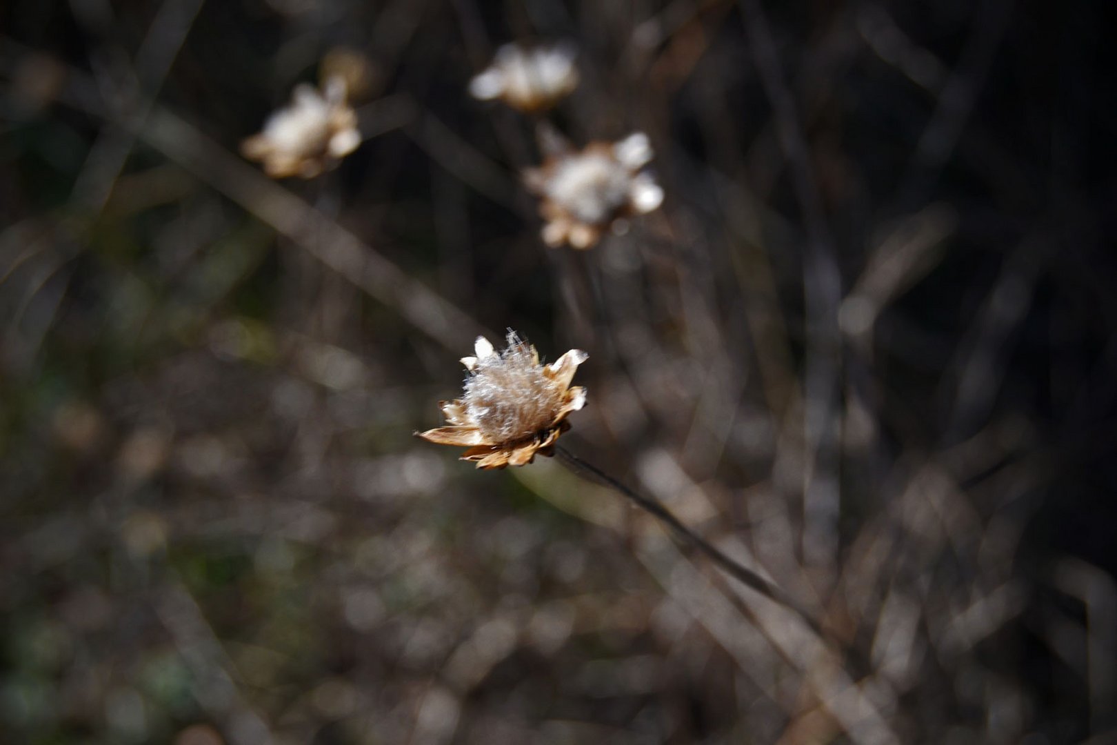 Detalle.