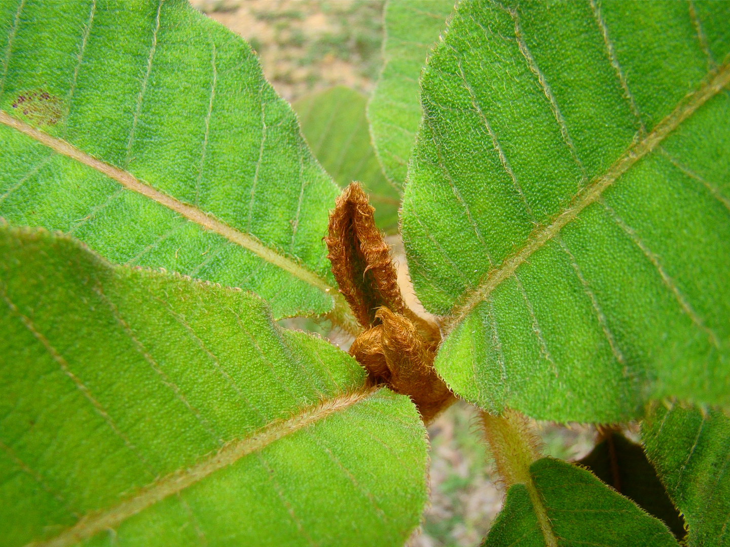 Detalle de hojas silvestres , Honduras