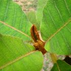 Detalle de hojas silvestres , Honduras