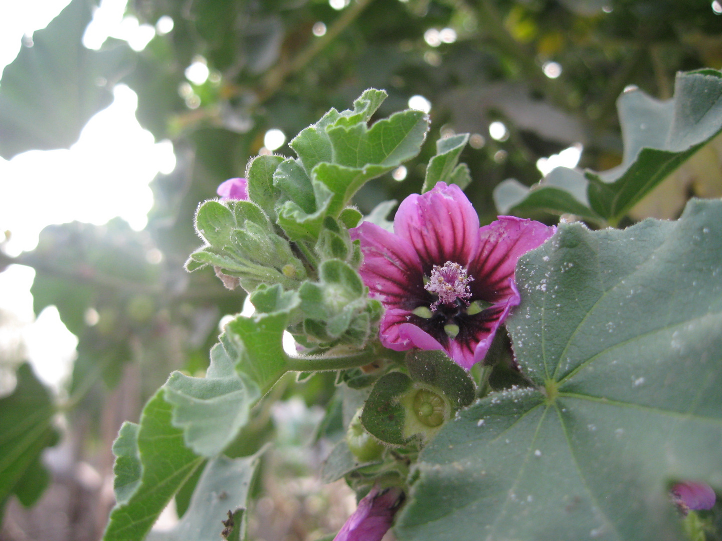 detalle del jardin verde