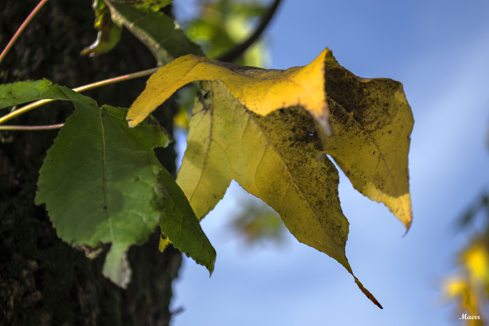 Detalle del otoño