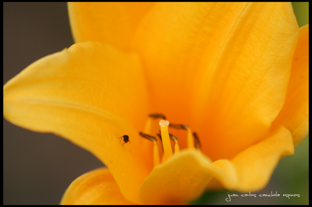 Detalle Flor amarilla